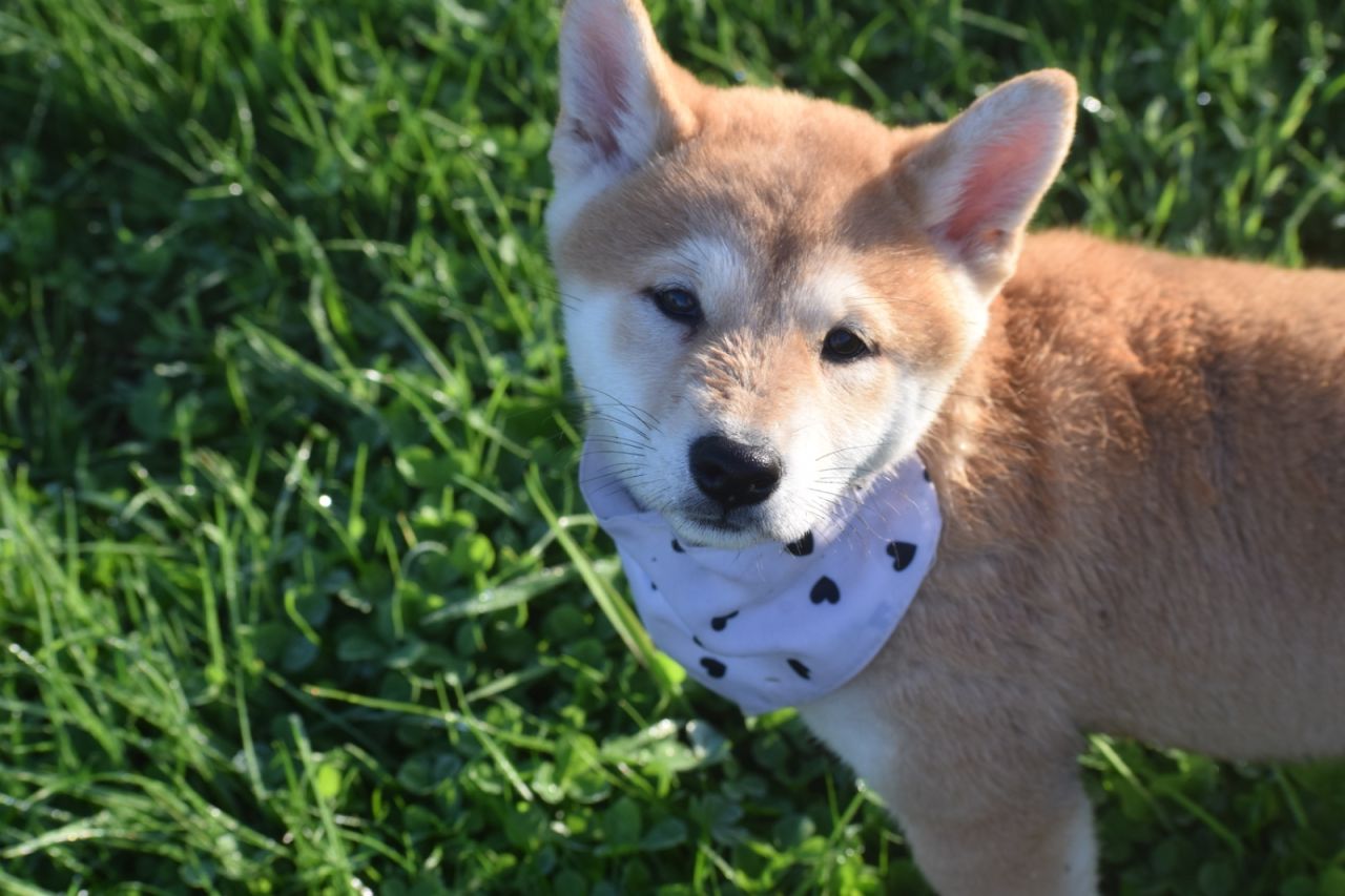 Shiba Inu
