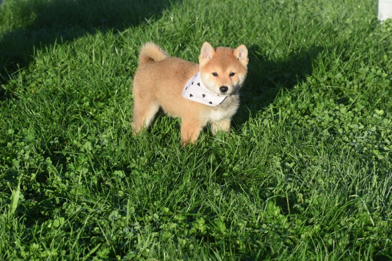Shiba Inu