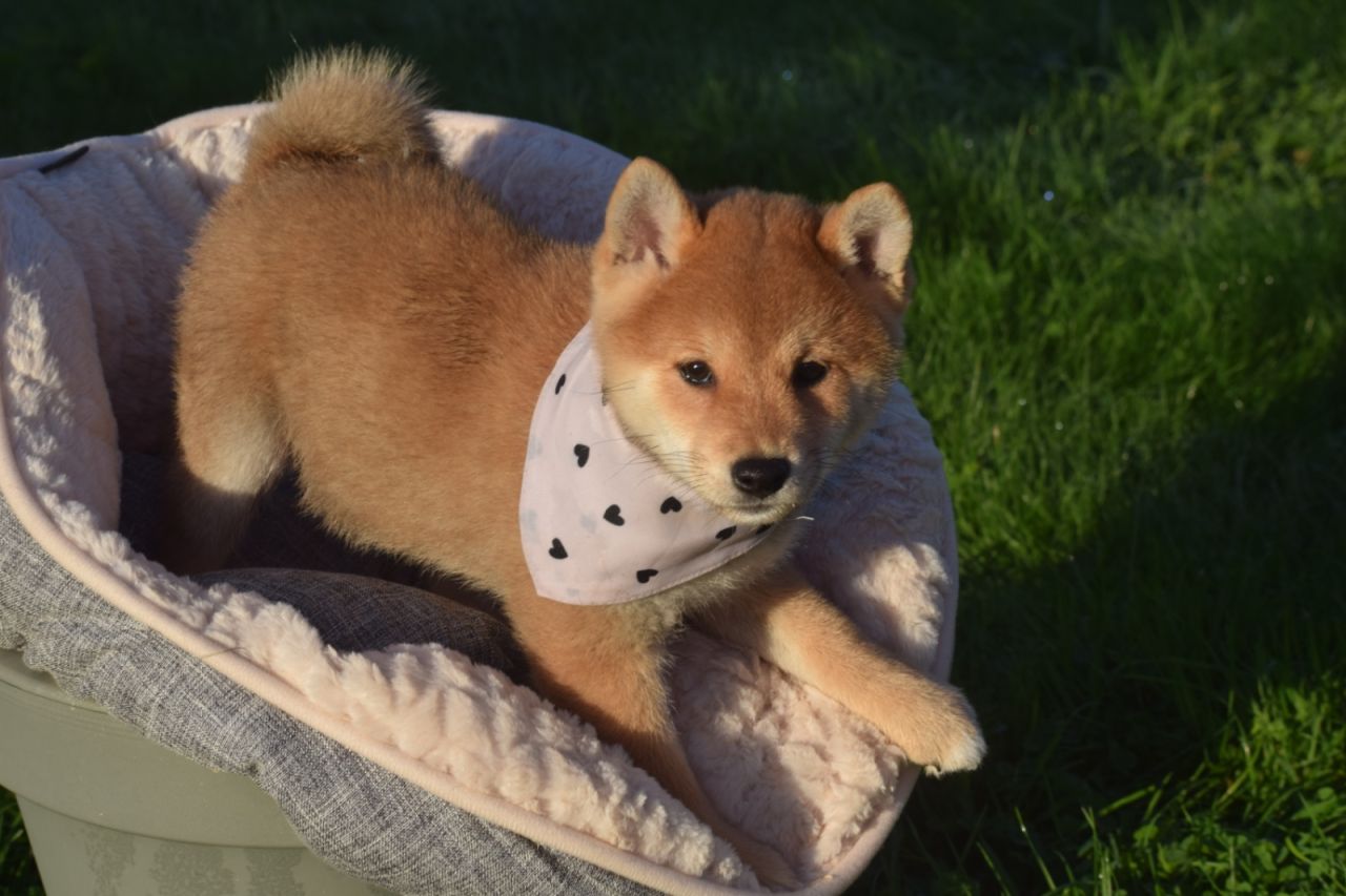 Shiba Inu