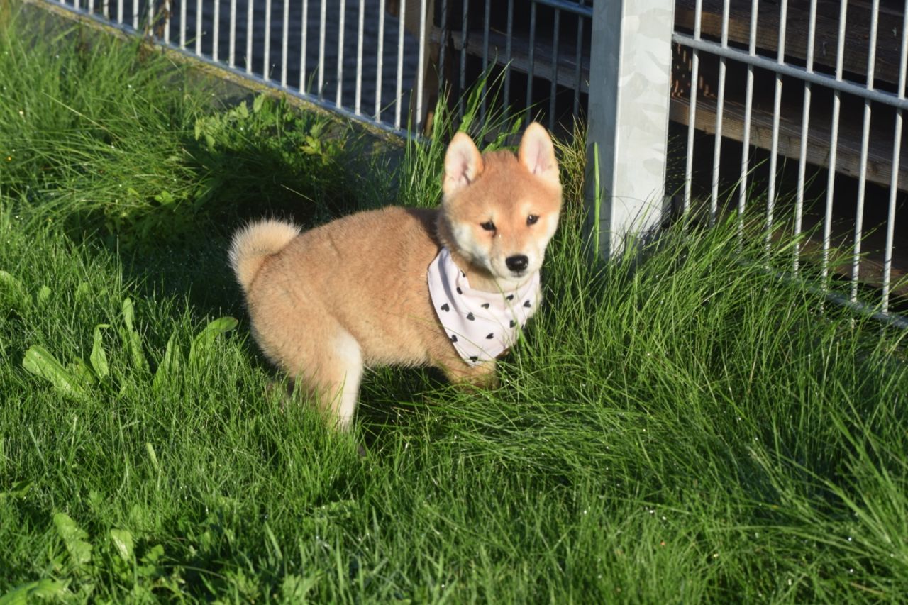 Shiba Inu