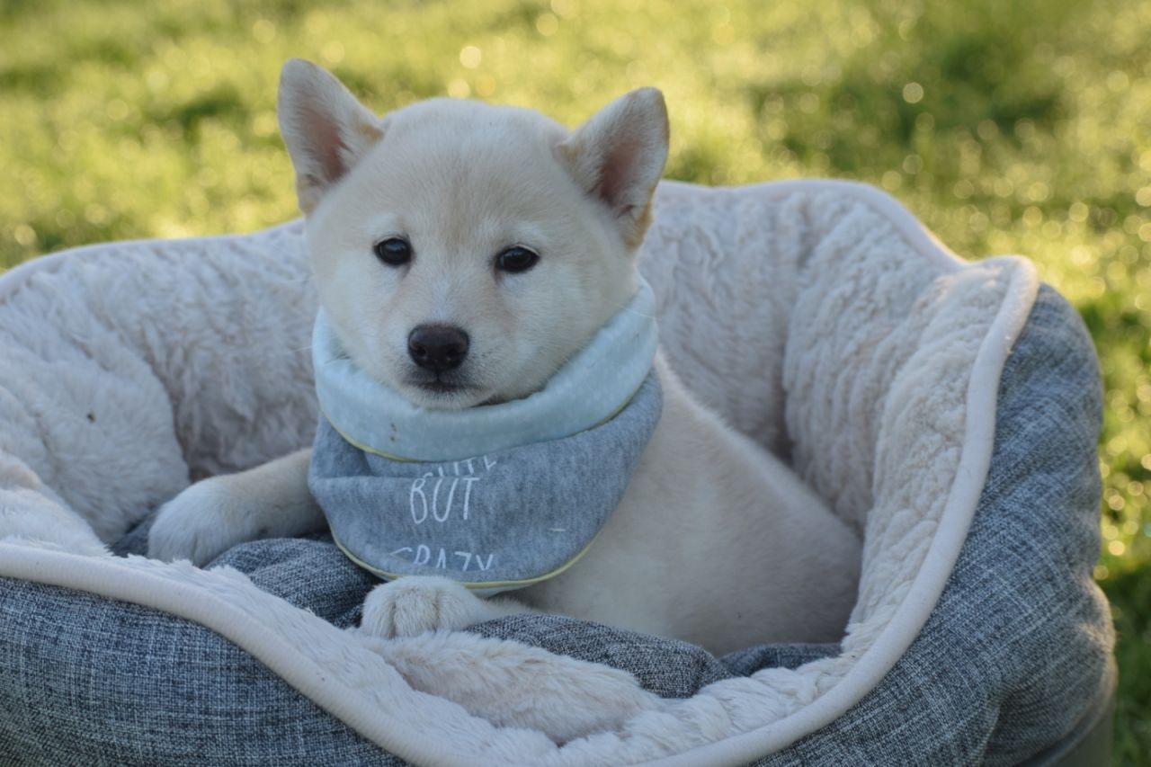 Shiba Inu