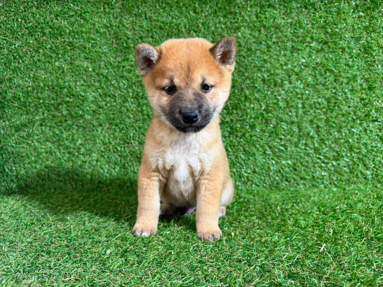Shiba Inu