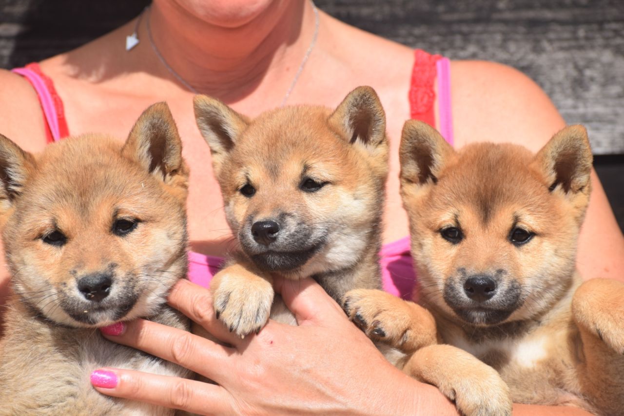 Shiba Inu