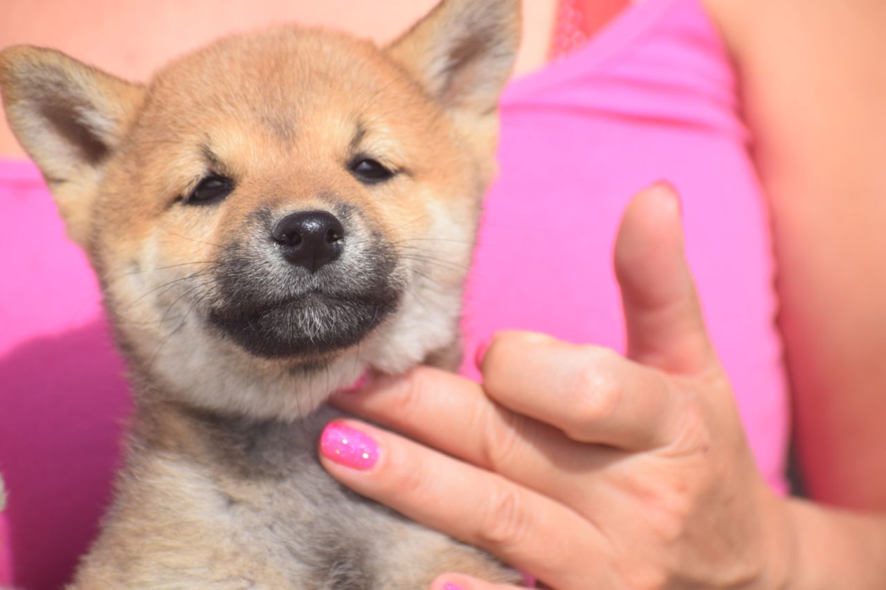 Shiba Inu