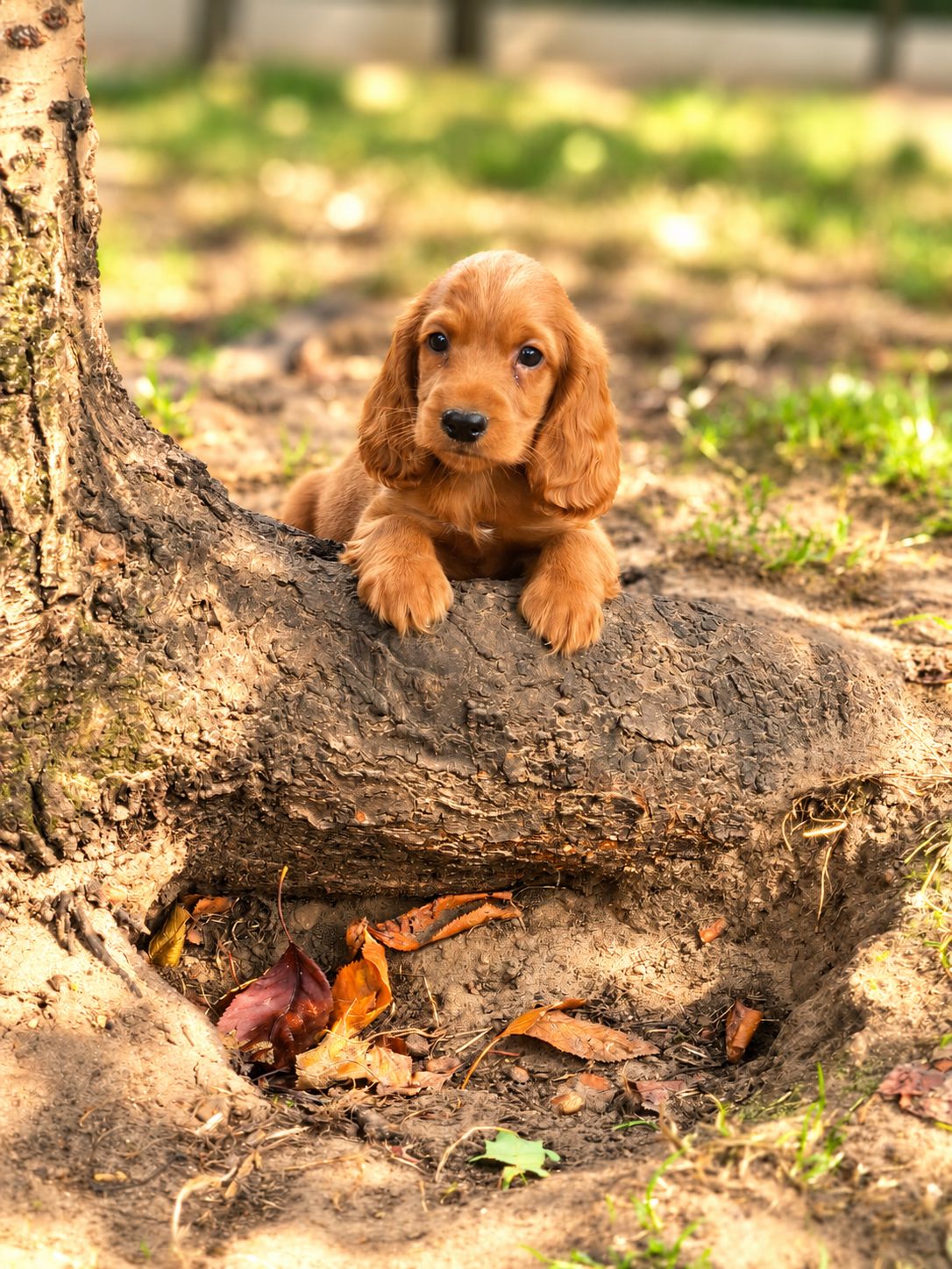Cockapoo