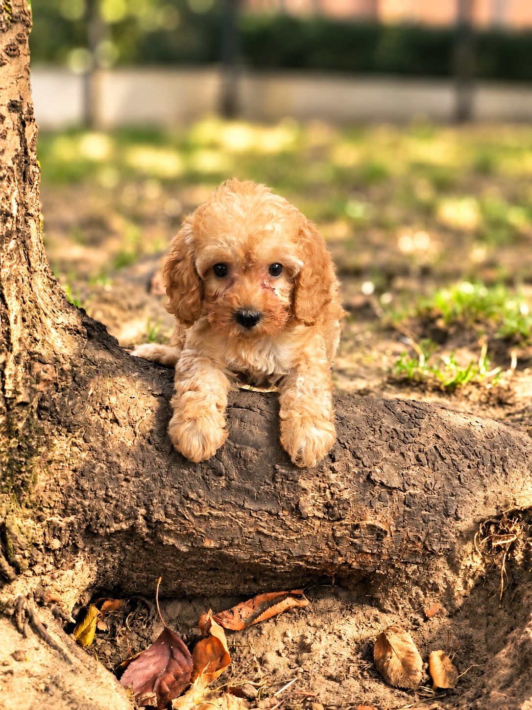 Cockapoo
