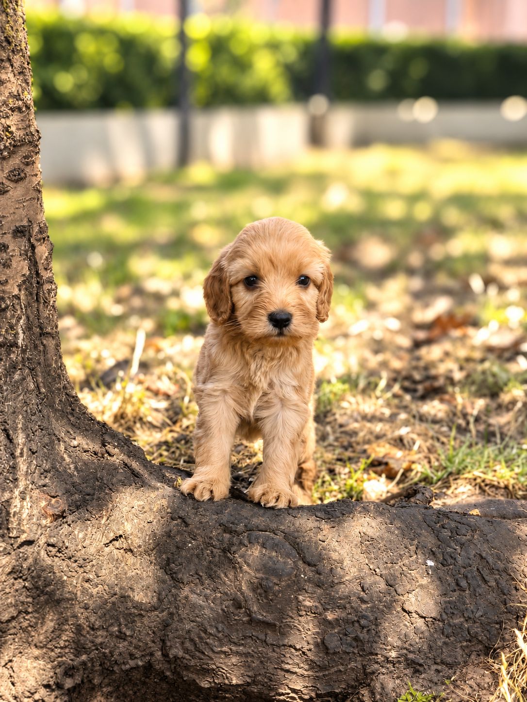 Cockapoo
