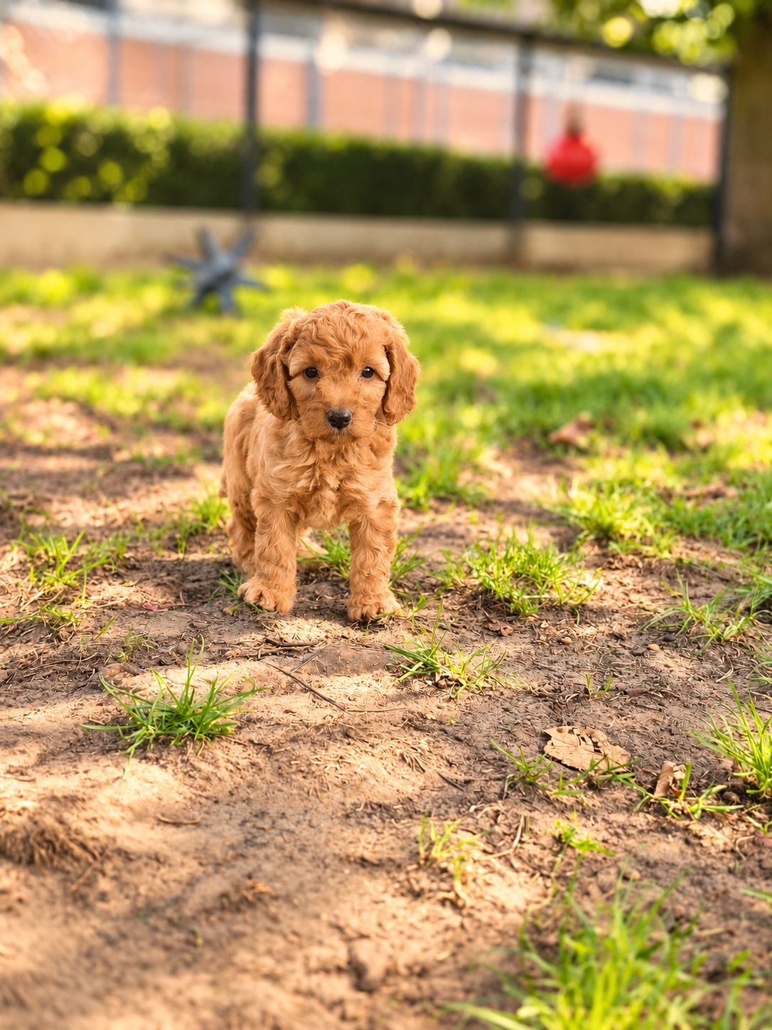 Cockapoo