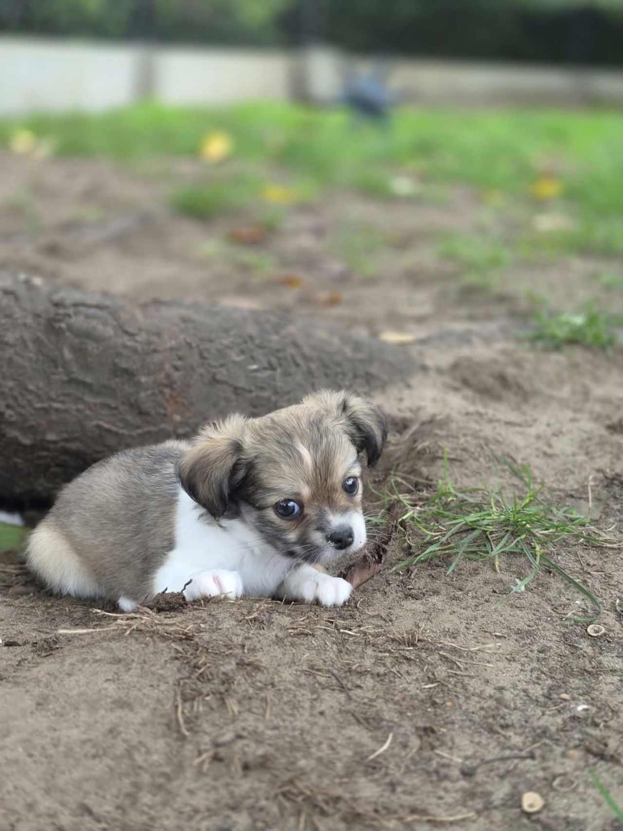 Chihuahua