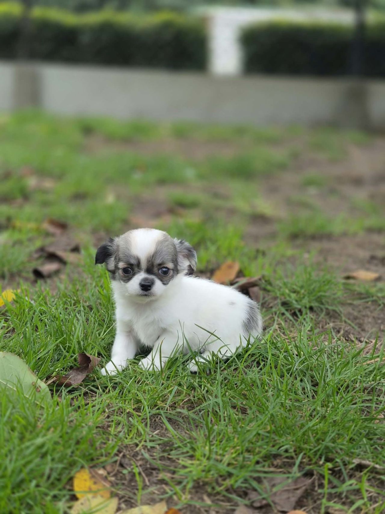 Chihuahua