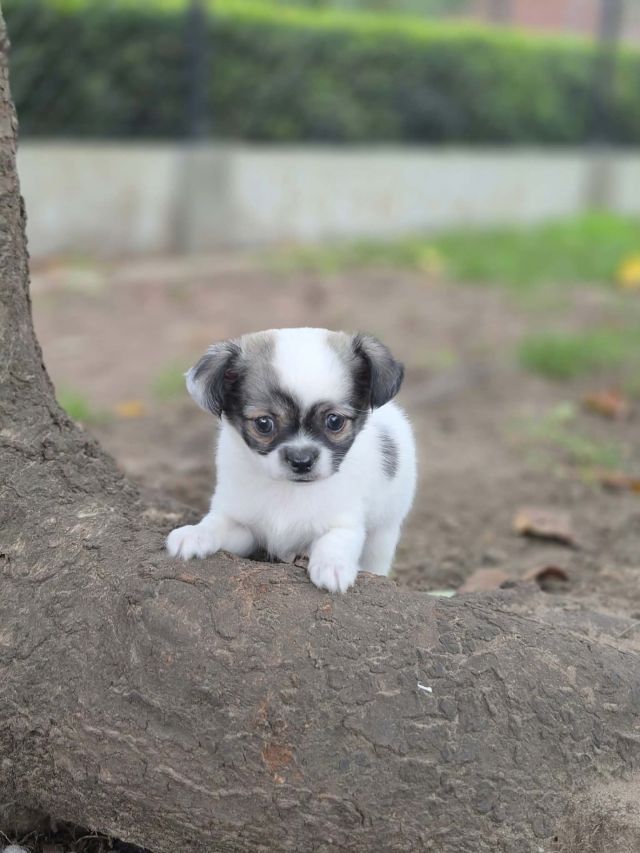 Chihuahua