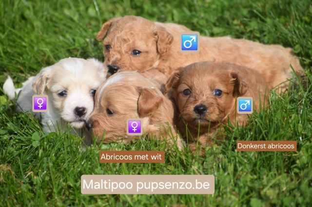 Maltipoo