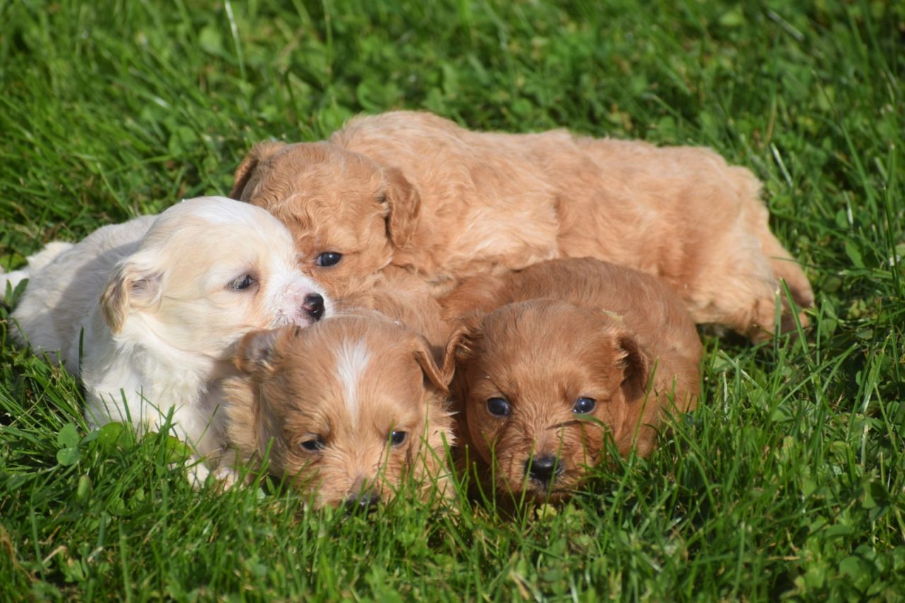 Maltipoo