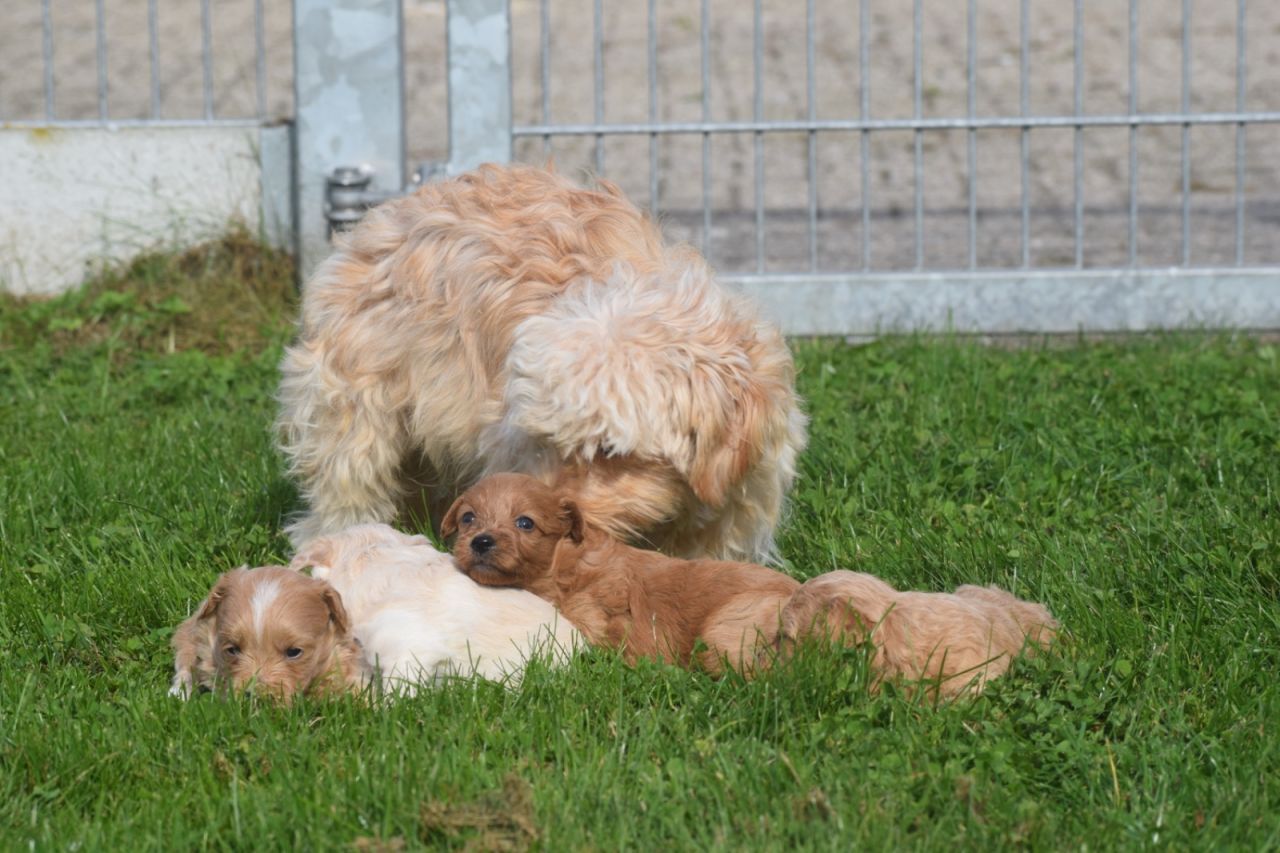 Maltipoo