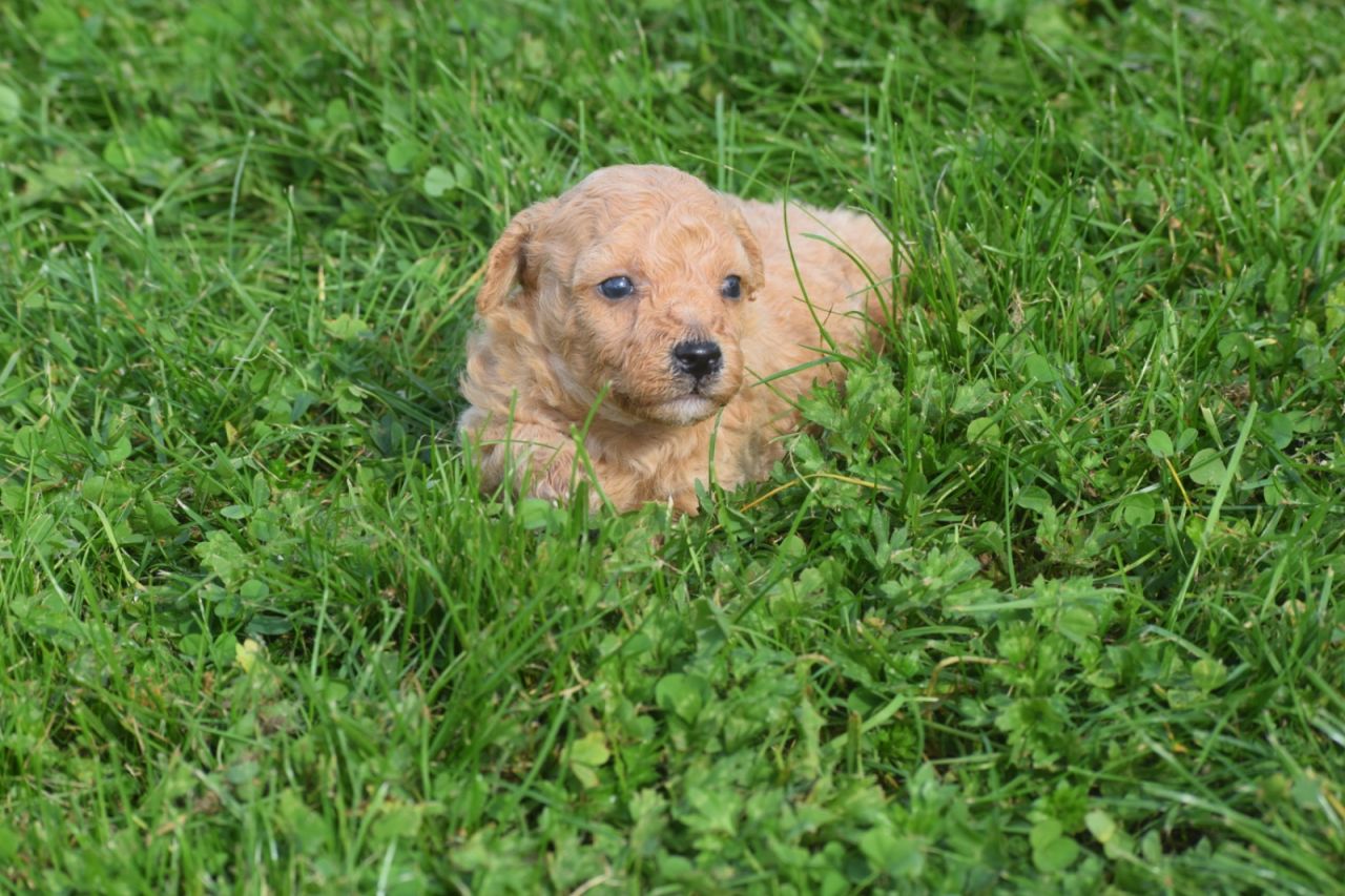 Maltipoo