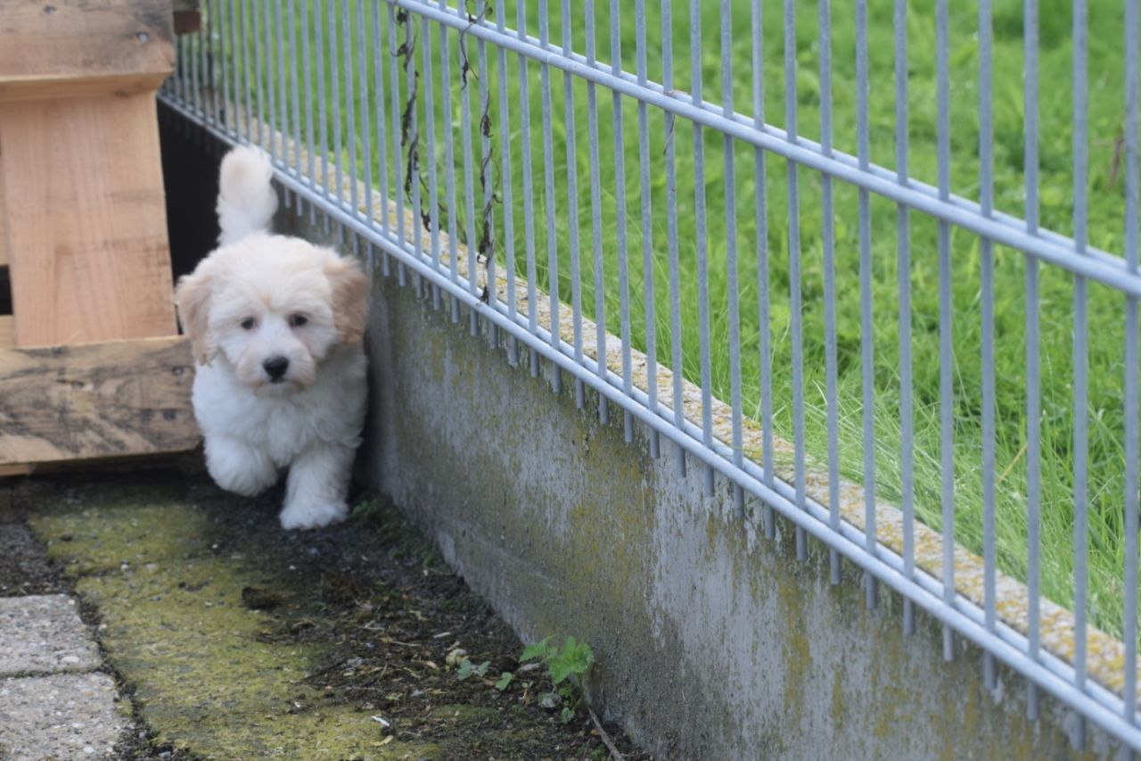 Maltipoo