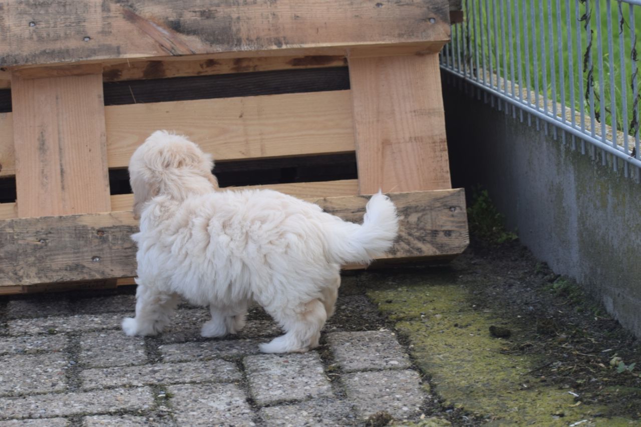 Maltipoo