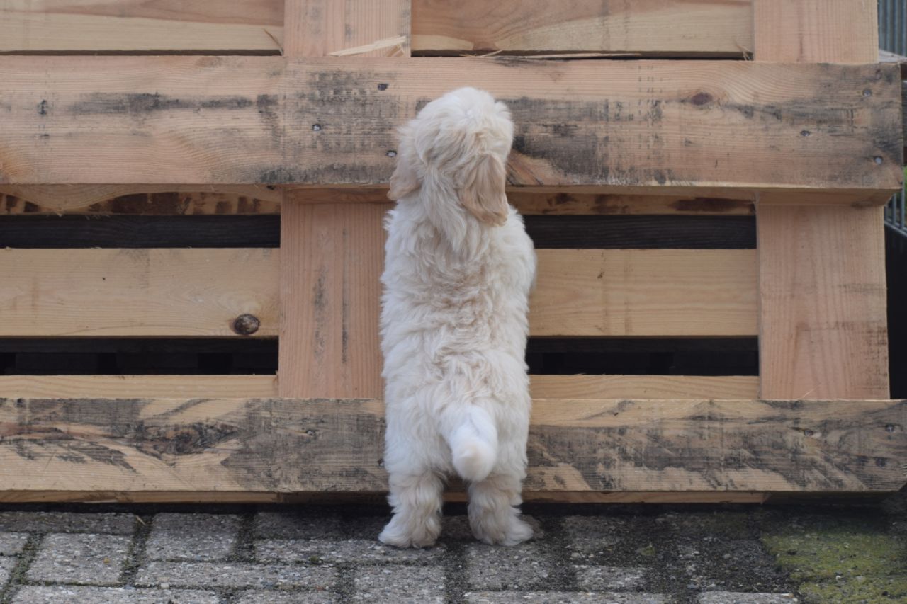 Maltipoo