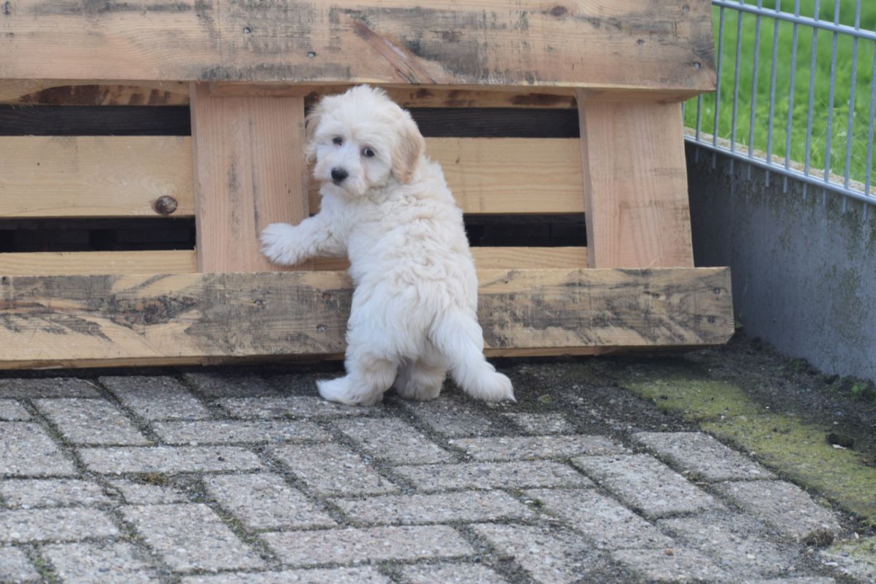 Maltipoo