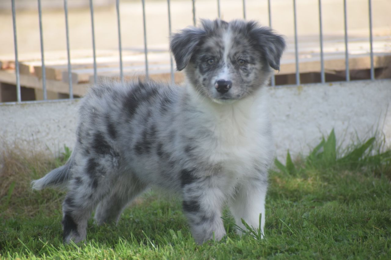 Australische Herder