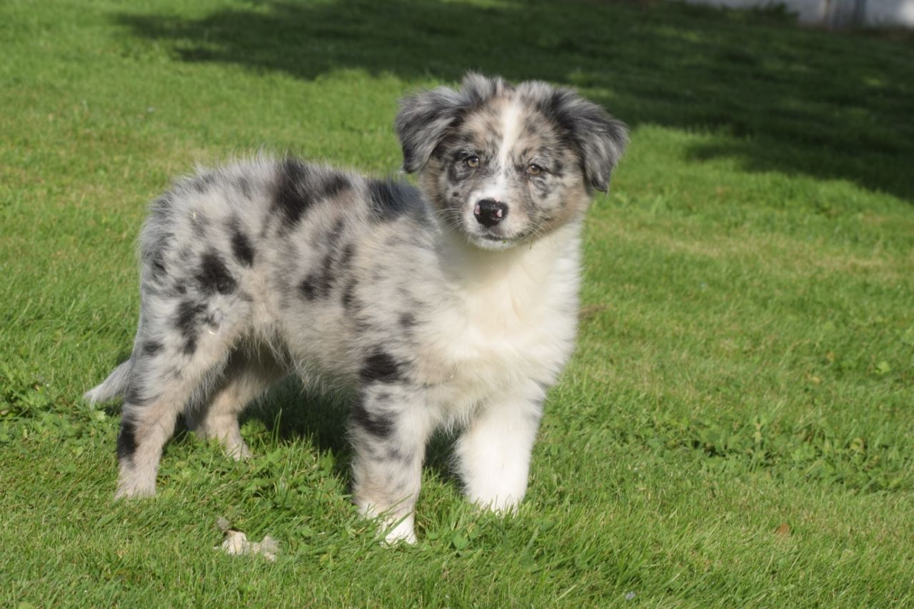Australische Herder