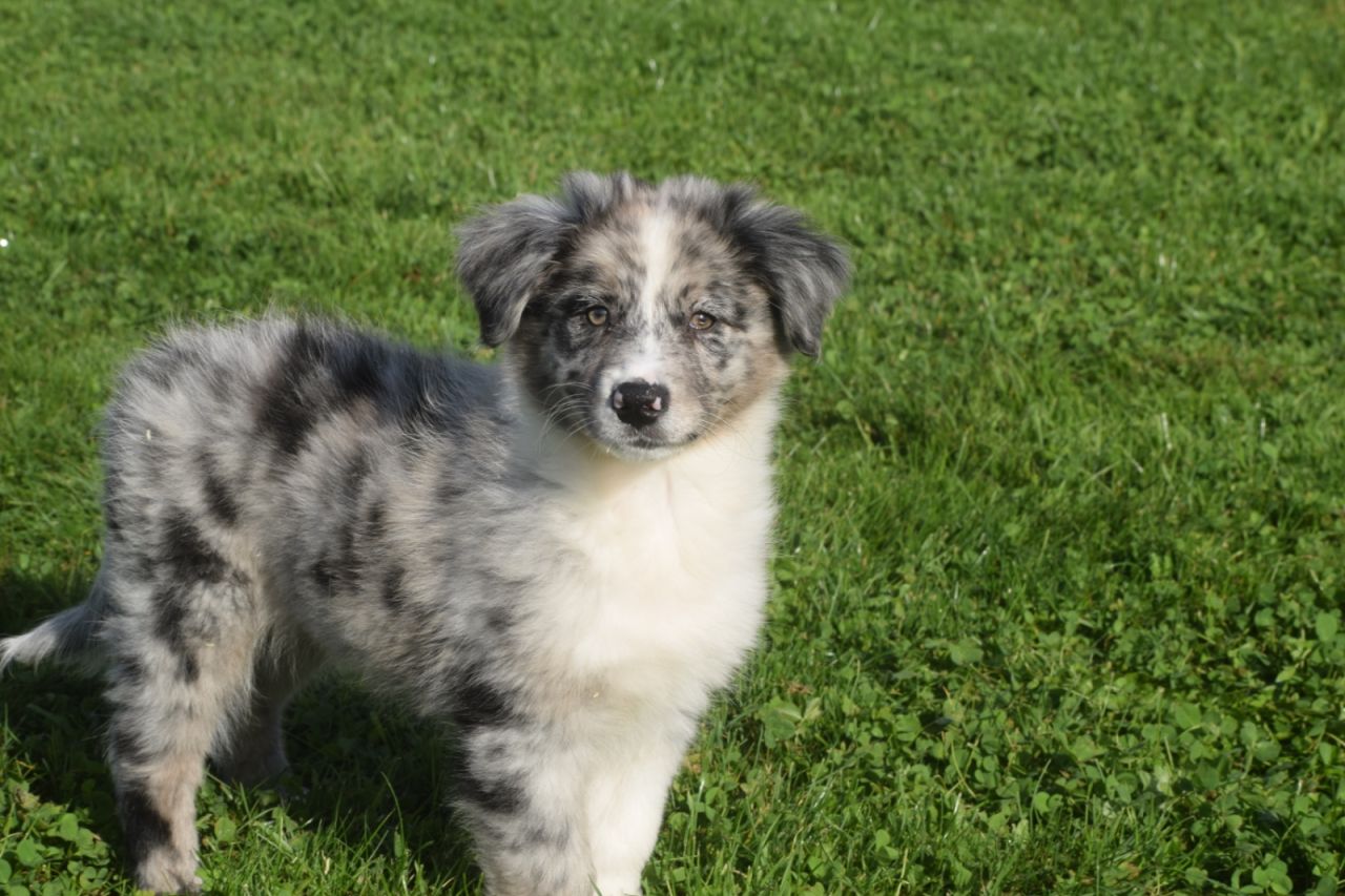 Australische Herder