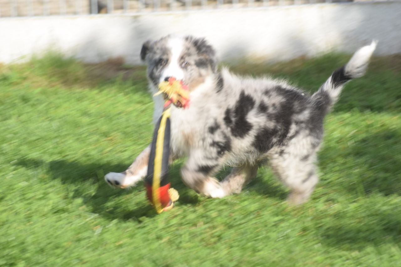 Australische Herder