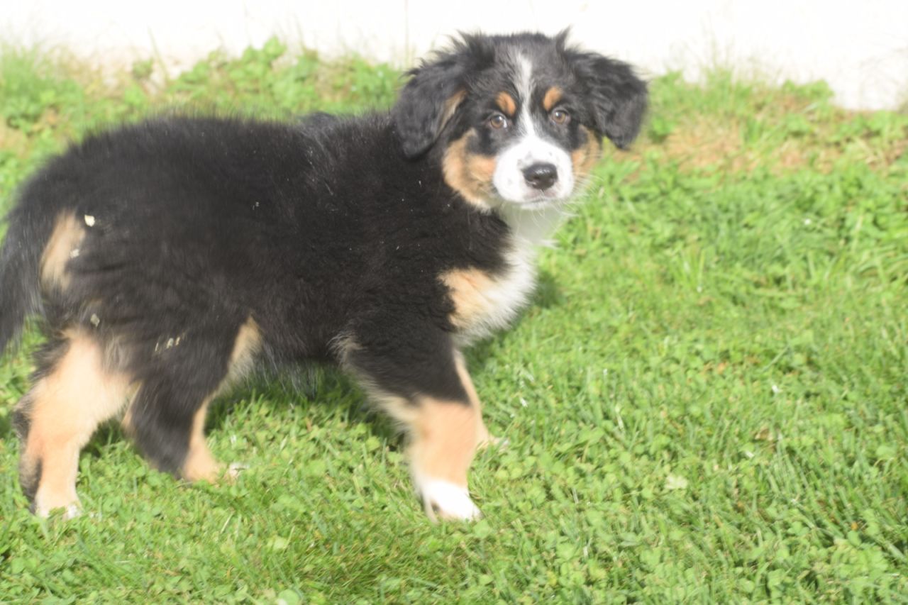 Australische Herder