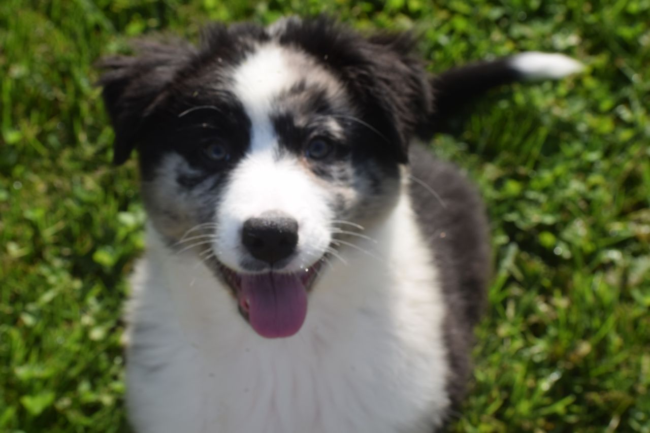 Australische Herder
