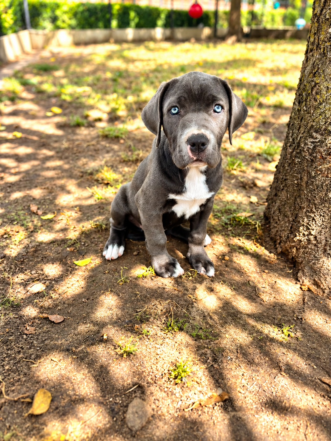Cane Corso